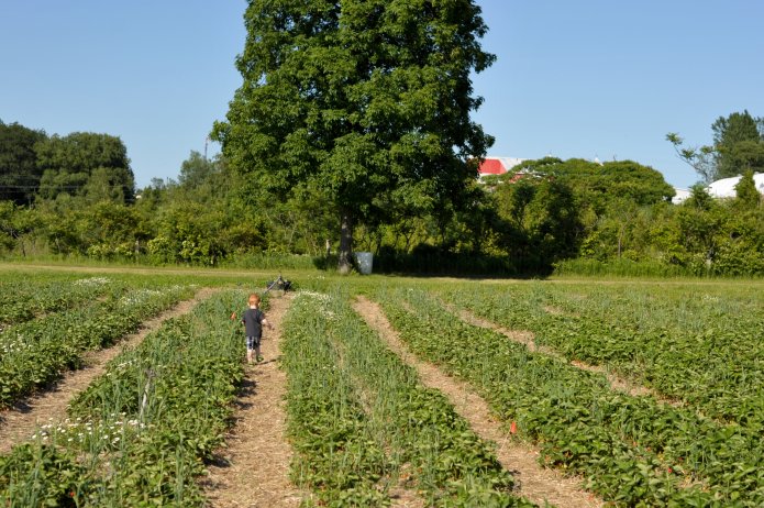 strawberry-picking-043