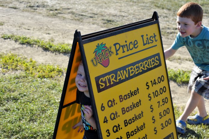 strawberry-picking-058