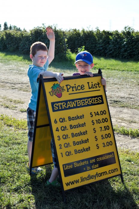 strawberry-picking-061