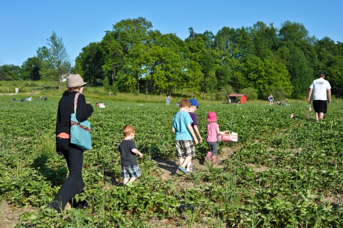 strawberry-picking-066