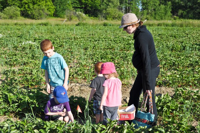strawberry-picking-069