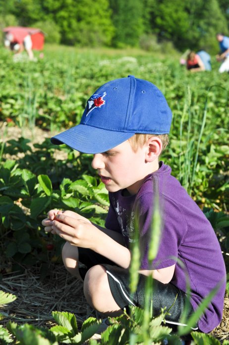 strawberry-picking-075