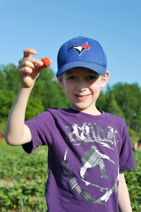 strawberry-picking-076