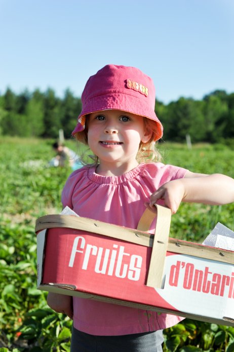 strawberry-picking-078