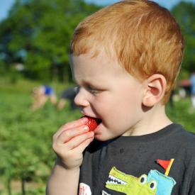 strawberry-picking-079