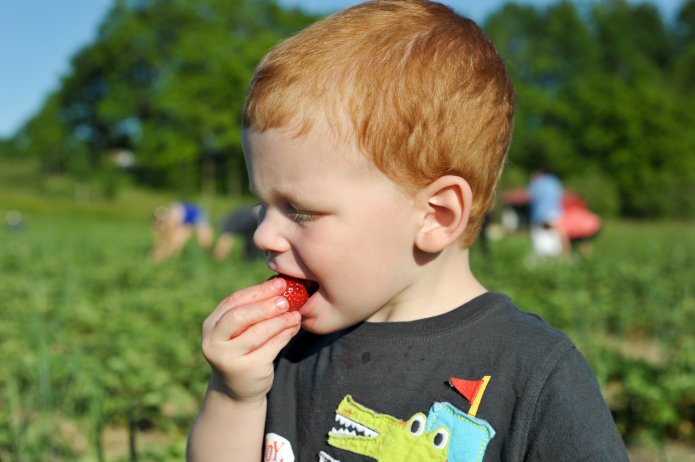 strawberry-picking-079