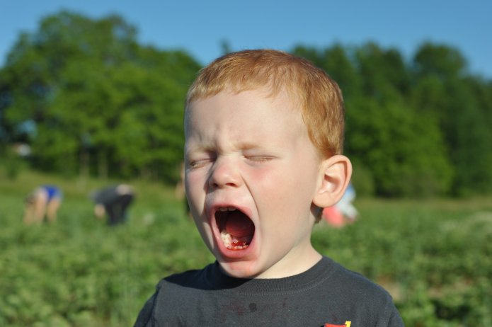 strawberry-picking-080