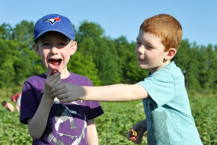strawberry-picking-082