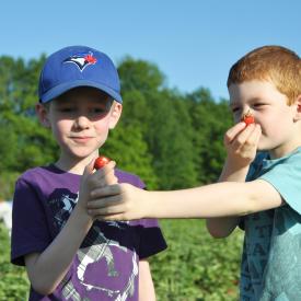 strawberry-picking-083