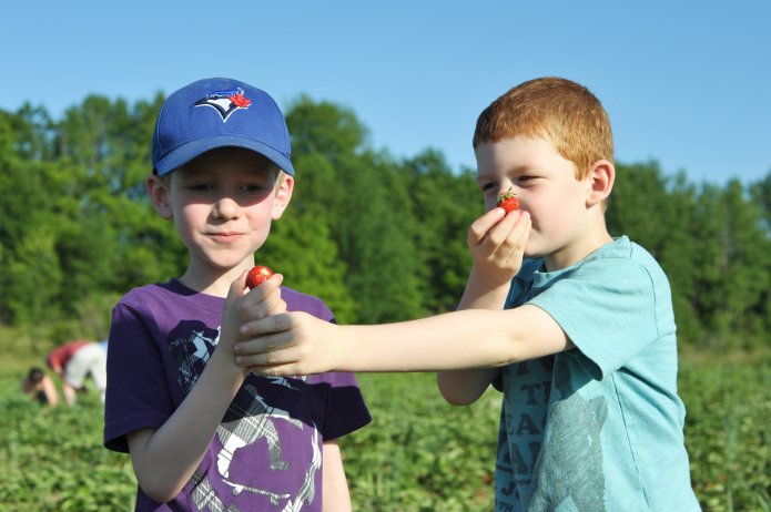 strawberry-picking-083