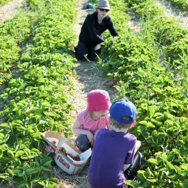 strawberry-picking-086