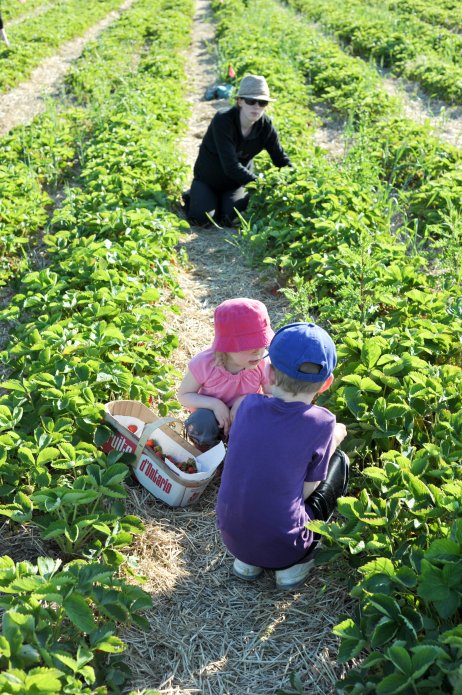 strawberry-picking-086