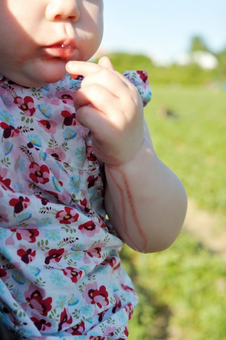 strawberry-picking-090