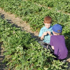 strawberry-picking-092