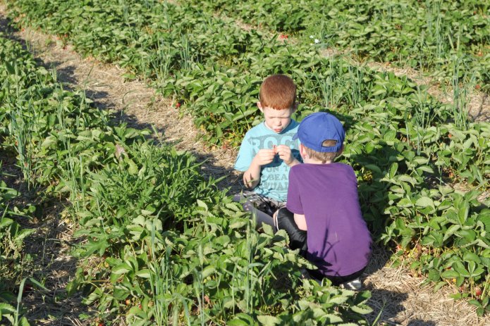 strawberry-picking-092