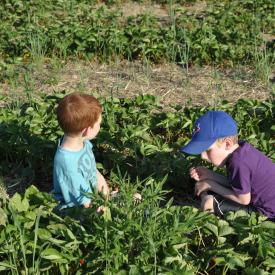 strawberry-picking-093