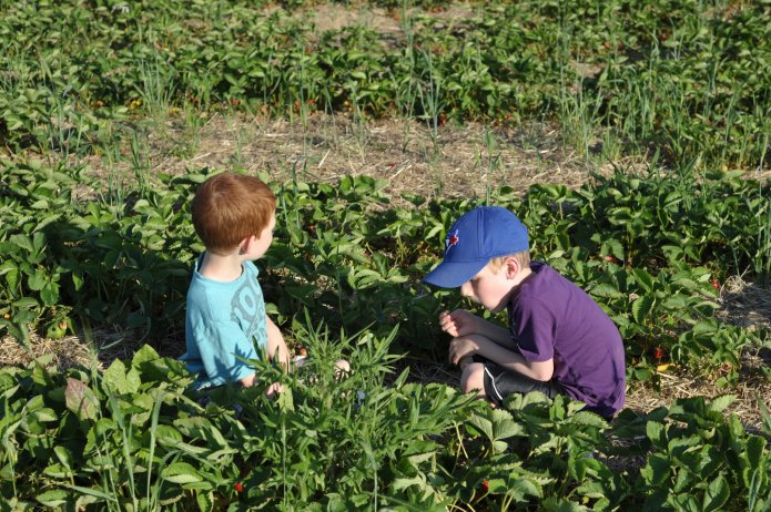 strawberry-picking-093
