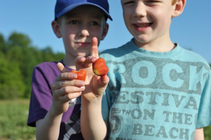 strawberry-picking-095