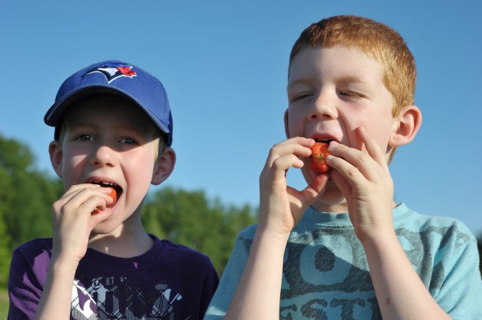 strawberry-picking-096