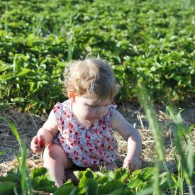 strawberry-picking-101