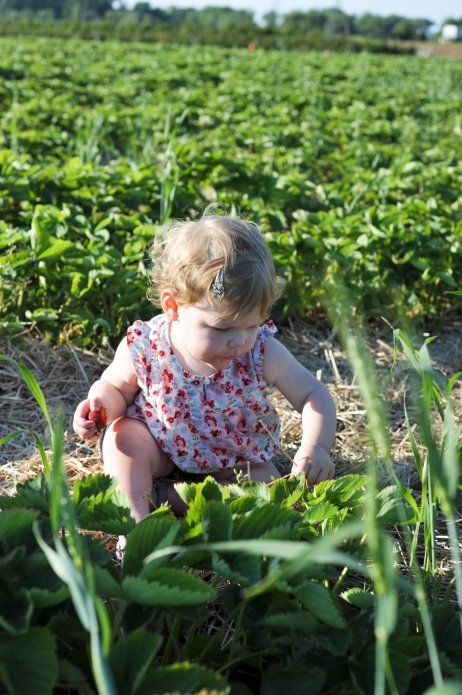 strawberry-picking-101