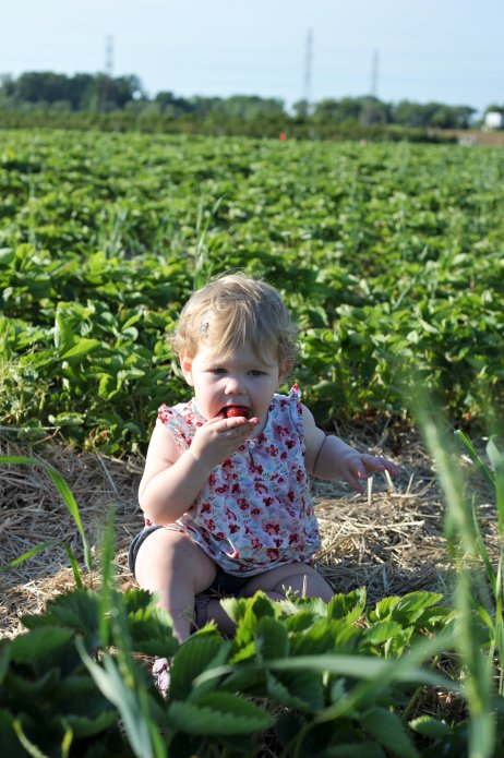 strawberry-picking-102