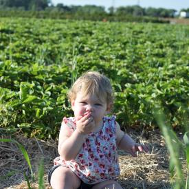 strawberry-picking-103