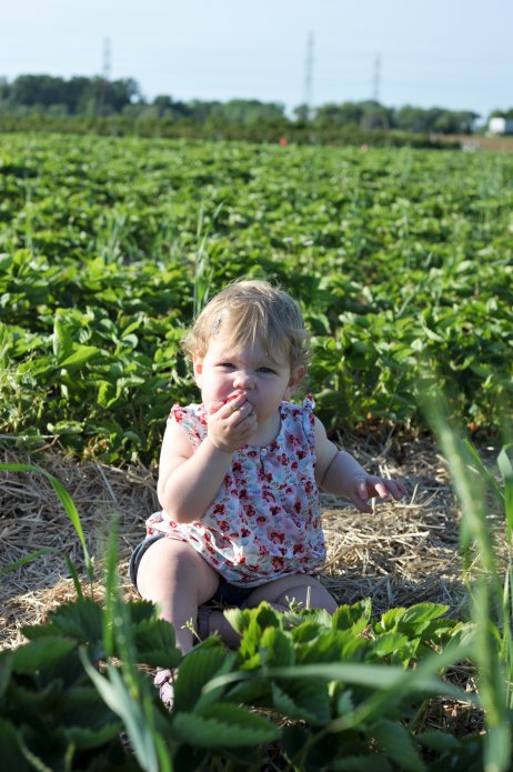 strawberry-picking-103