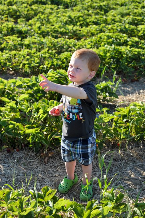 strawberry-picking-109
