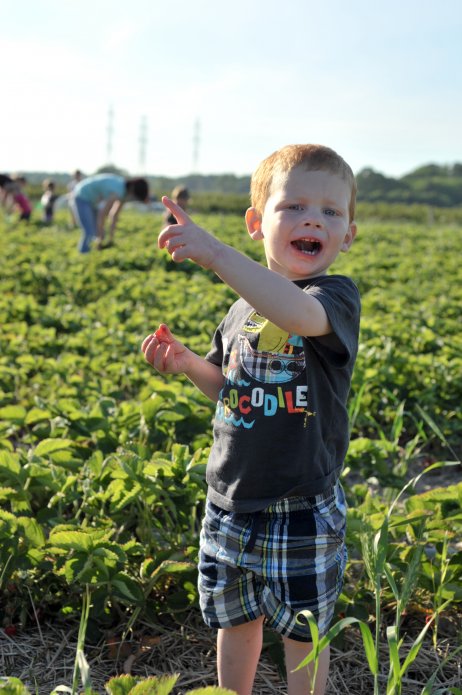 strawberry-picking-110