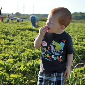 strawberry-picking-111