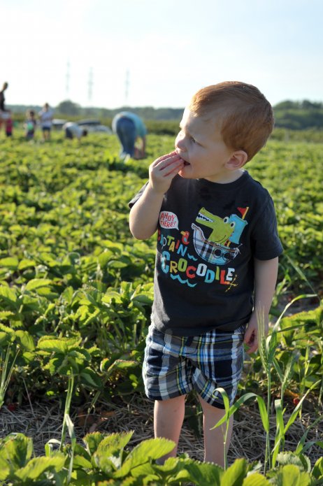 strawberry-picking-111