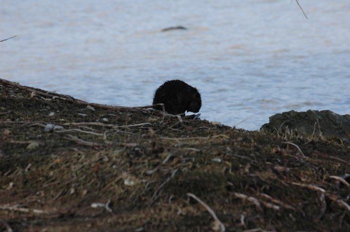 3415510923_45d738317e_o