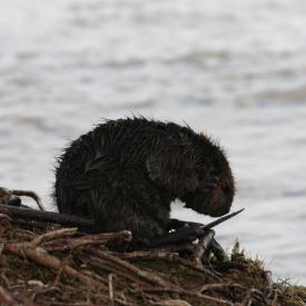 3415513967_e4b991d9dd_o