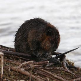 3415515939_31e166e2f5_o