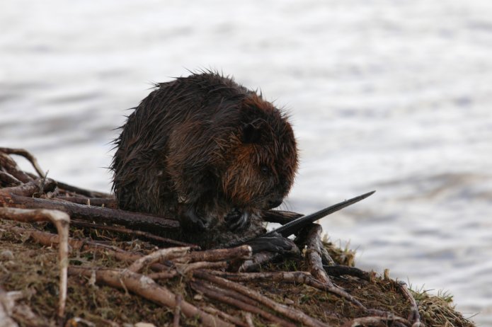 3415515939_31e166e2f5_o