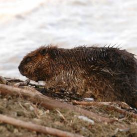 3415518759_a0b56f68c2_o