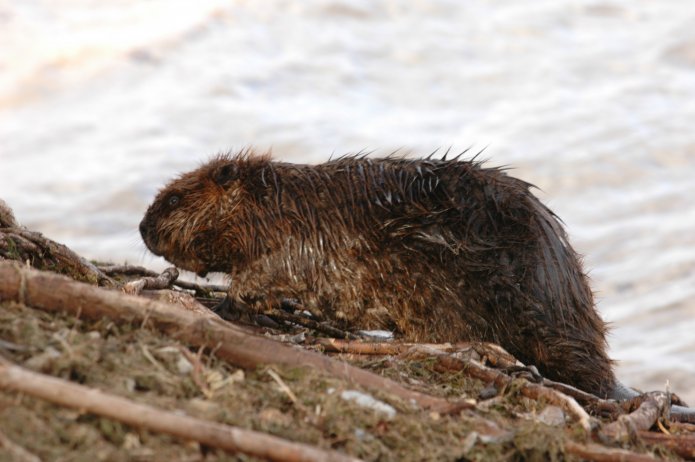 3415518759_a0b56f68c2_o