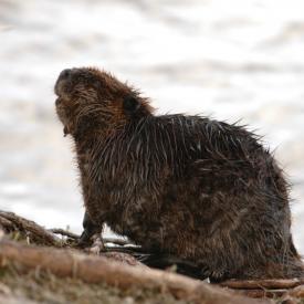 3415520443_4a24fa4d03_o