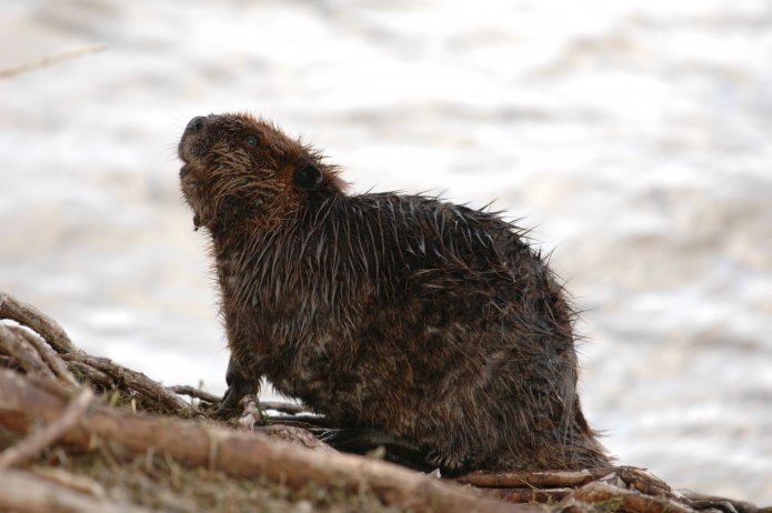 3415520443_4a24fa4d03_o