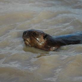 3415522275_1b857519ea_o