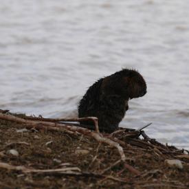 3416319644_d86ec20b71_o