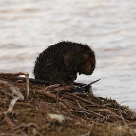 3416320972_b4b5a5de84_o