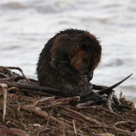 3416322952_101bc031f3_o