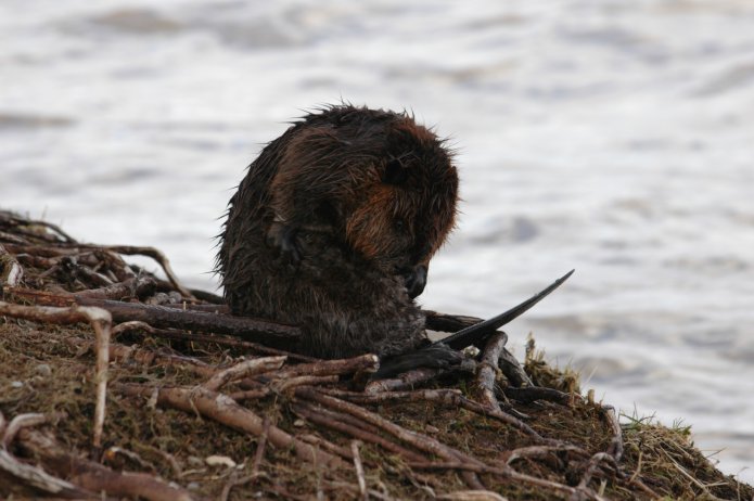 3416322952_101bc031f3_o