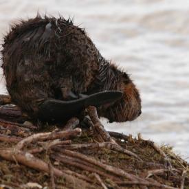 3416325822_814bce072d_o