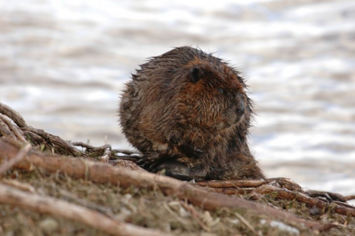 3416327650_c7da68afb5_o