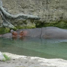 3694212193_c8a979d098_o