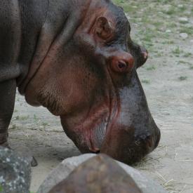 3694219905_31dd2ede82_o