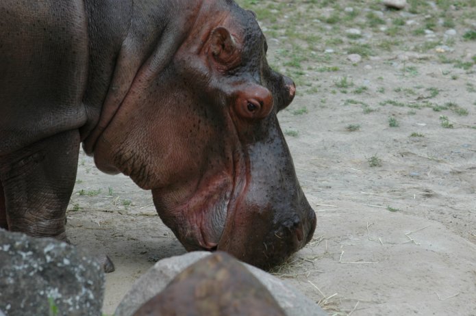 3694219905_31dd2ede82_o